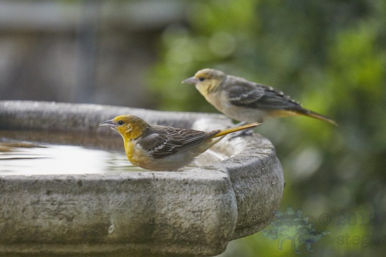 Hooded Oriole