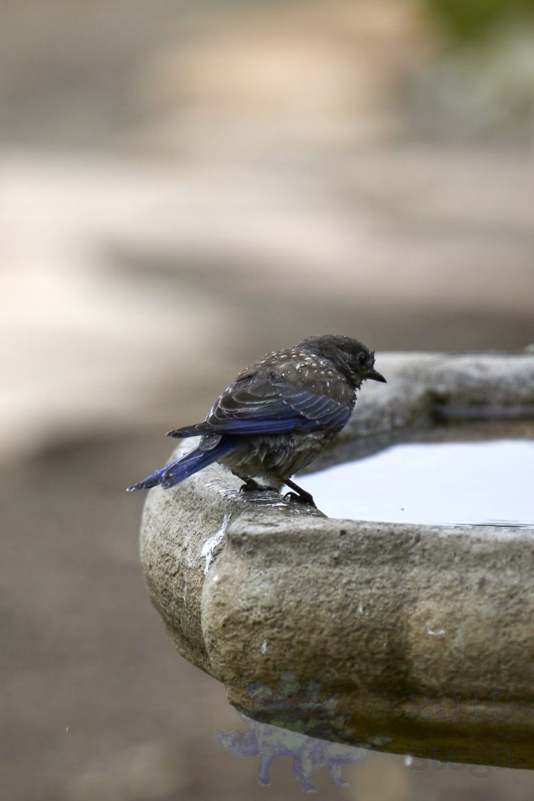 Western Bluebird