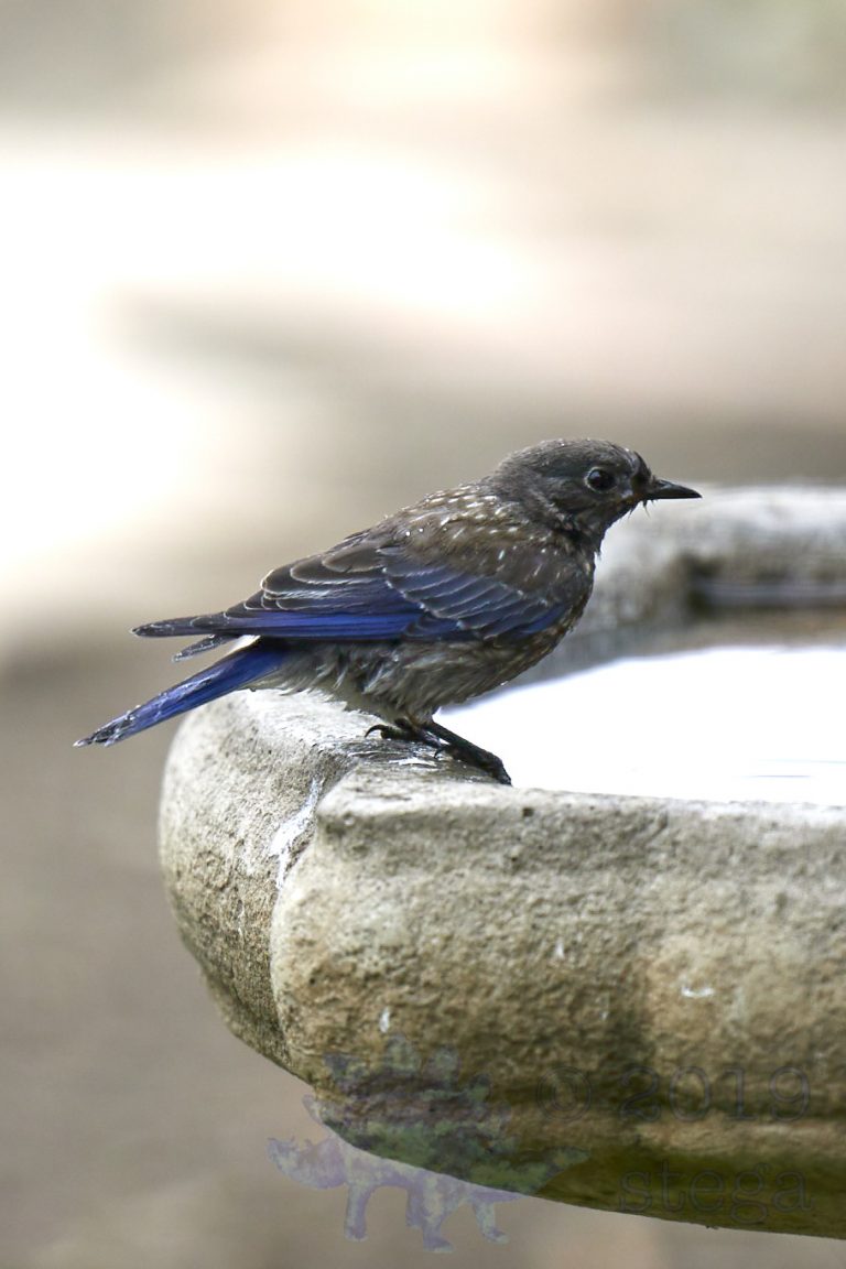Western Bluebird
