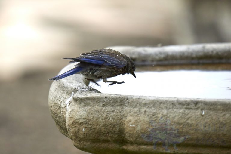 Western Bluebird