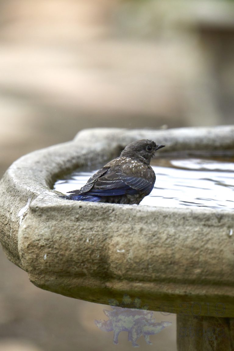 Western Bluebird