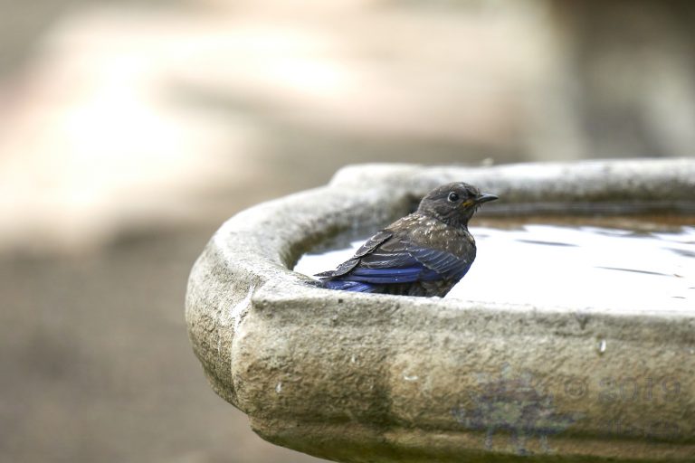 Western Bluebird