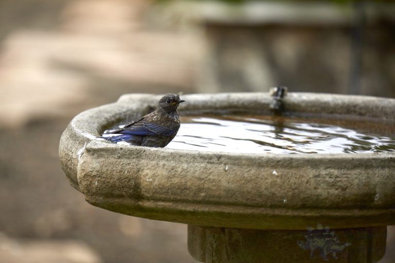 Western Bluebird