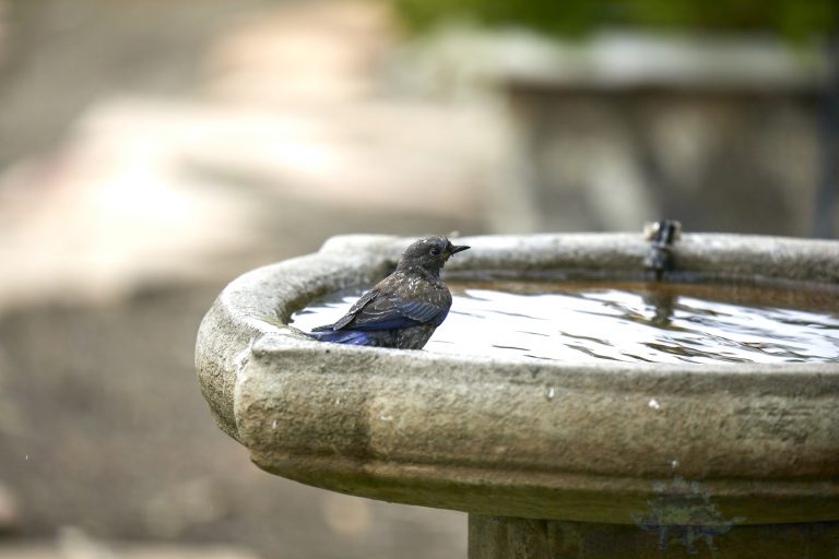 Western Bluebird