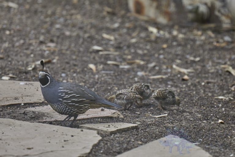 Old School Week: California Quail