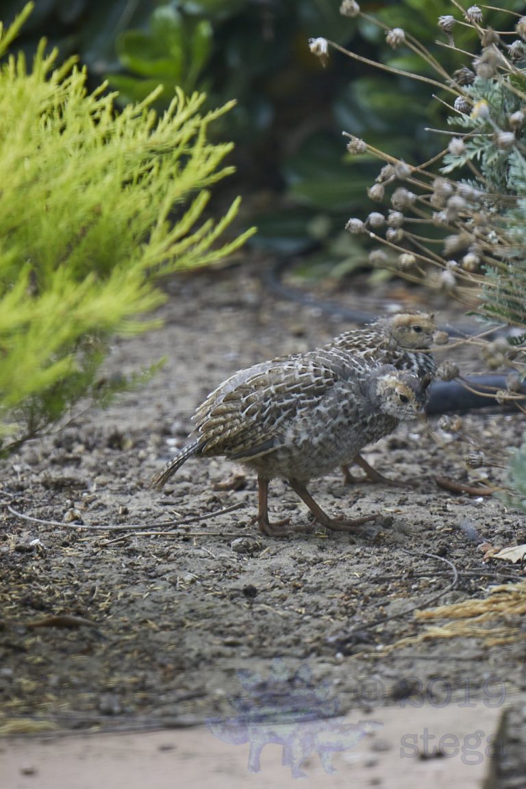 California Quail Chicks