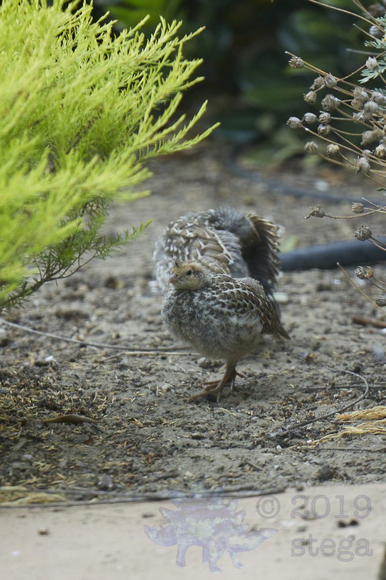 California Quail Chick