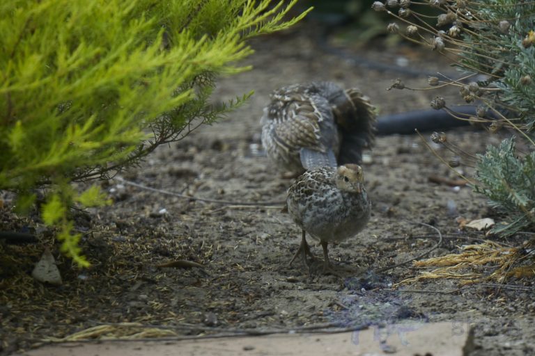 California Quail Chick
