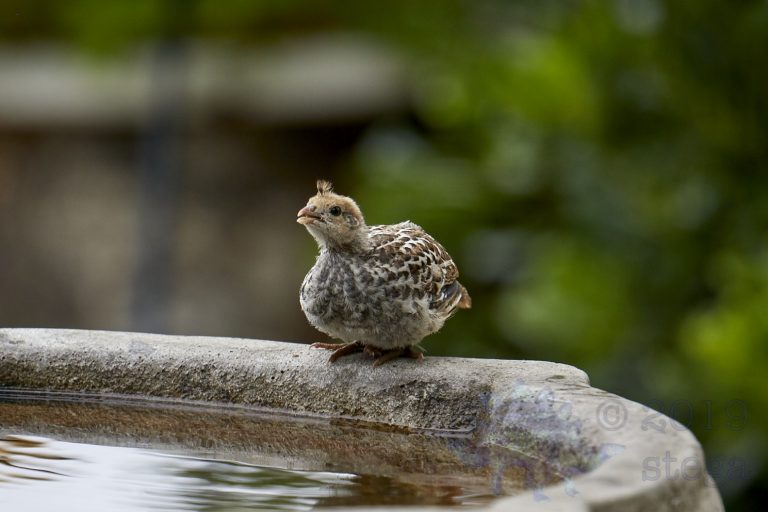 California Quail Chick