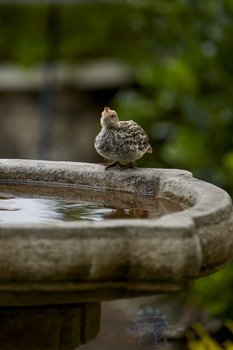 California Quail Chick