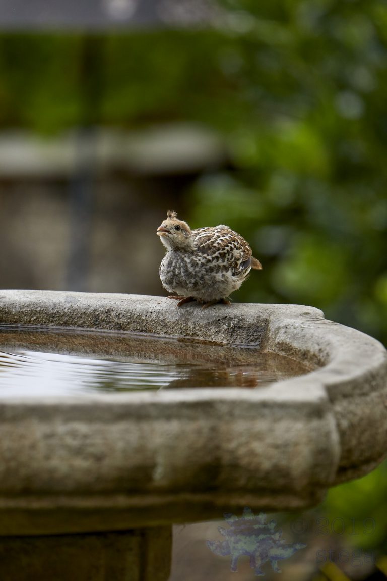 California Quail Chick
