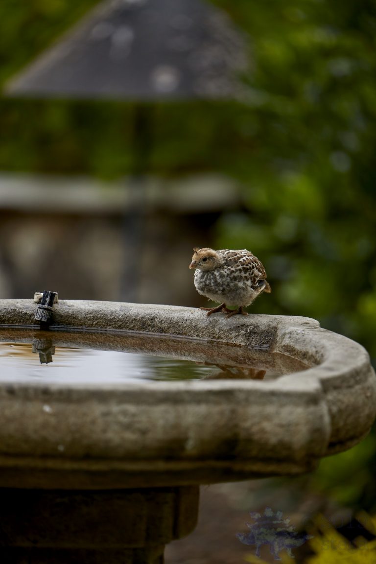 California Quail Chick