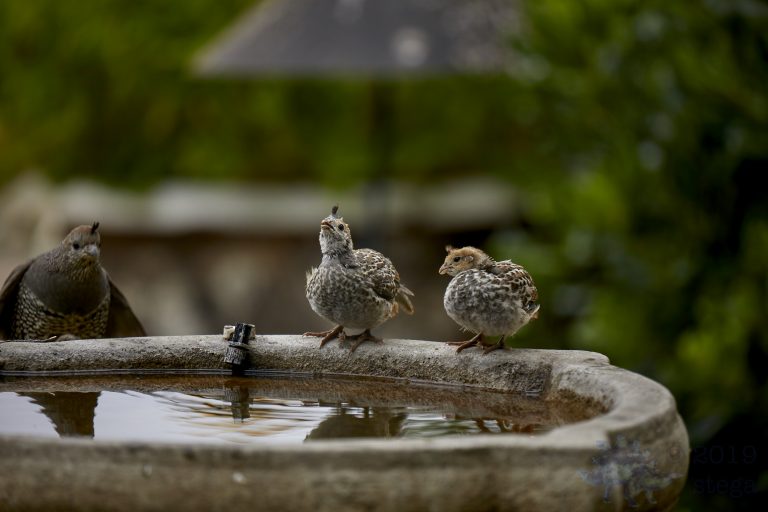 California Quail Chicks