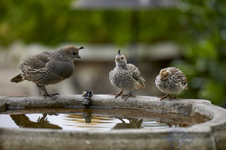 California Quail