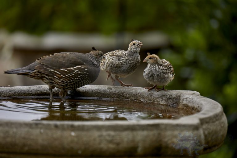 California Quail