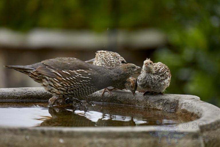 California Quail