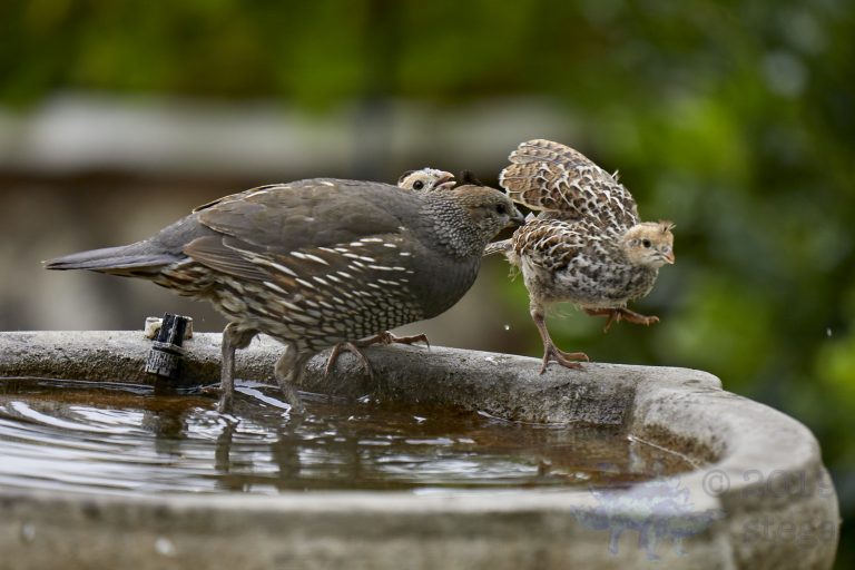 California Quail