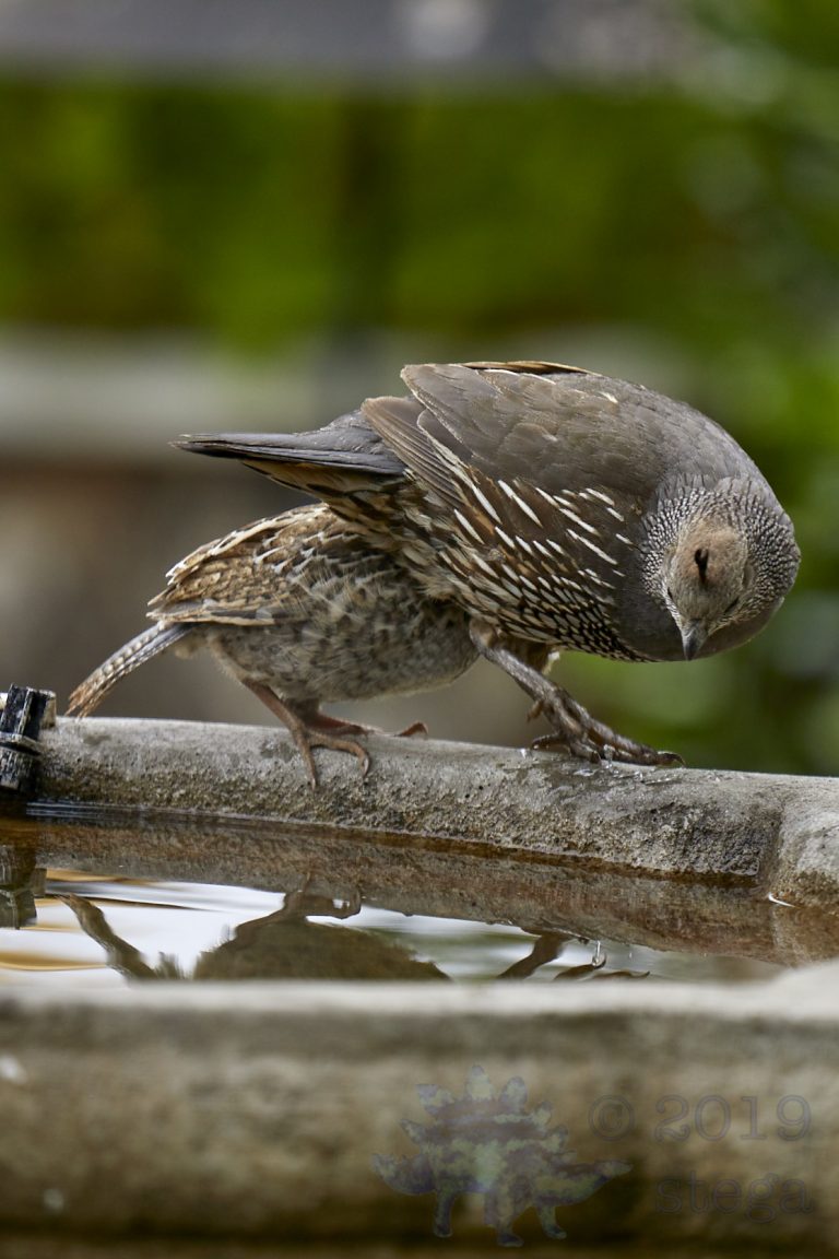 California Quail