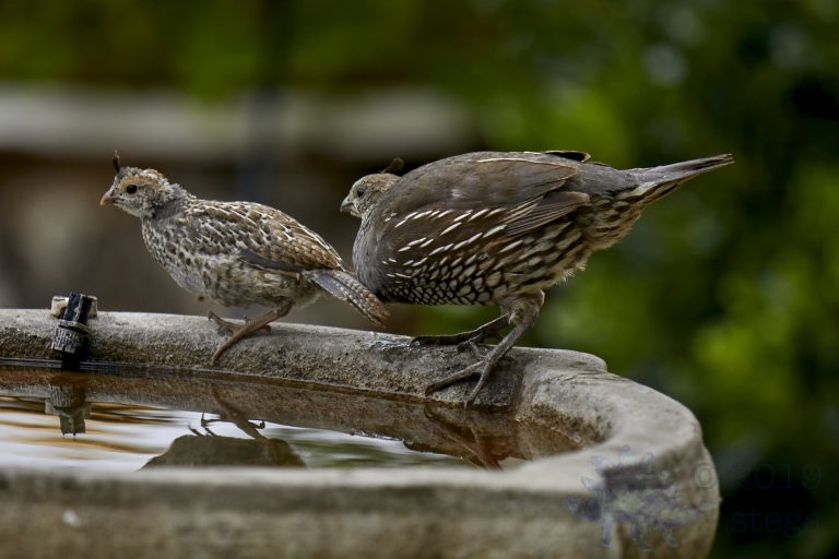 California Quail