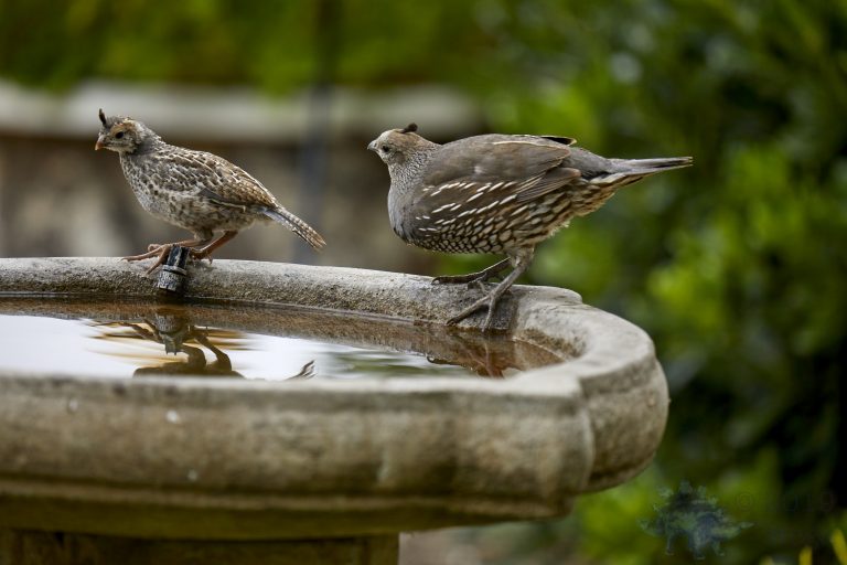 California Quail