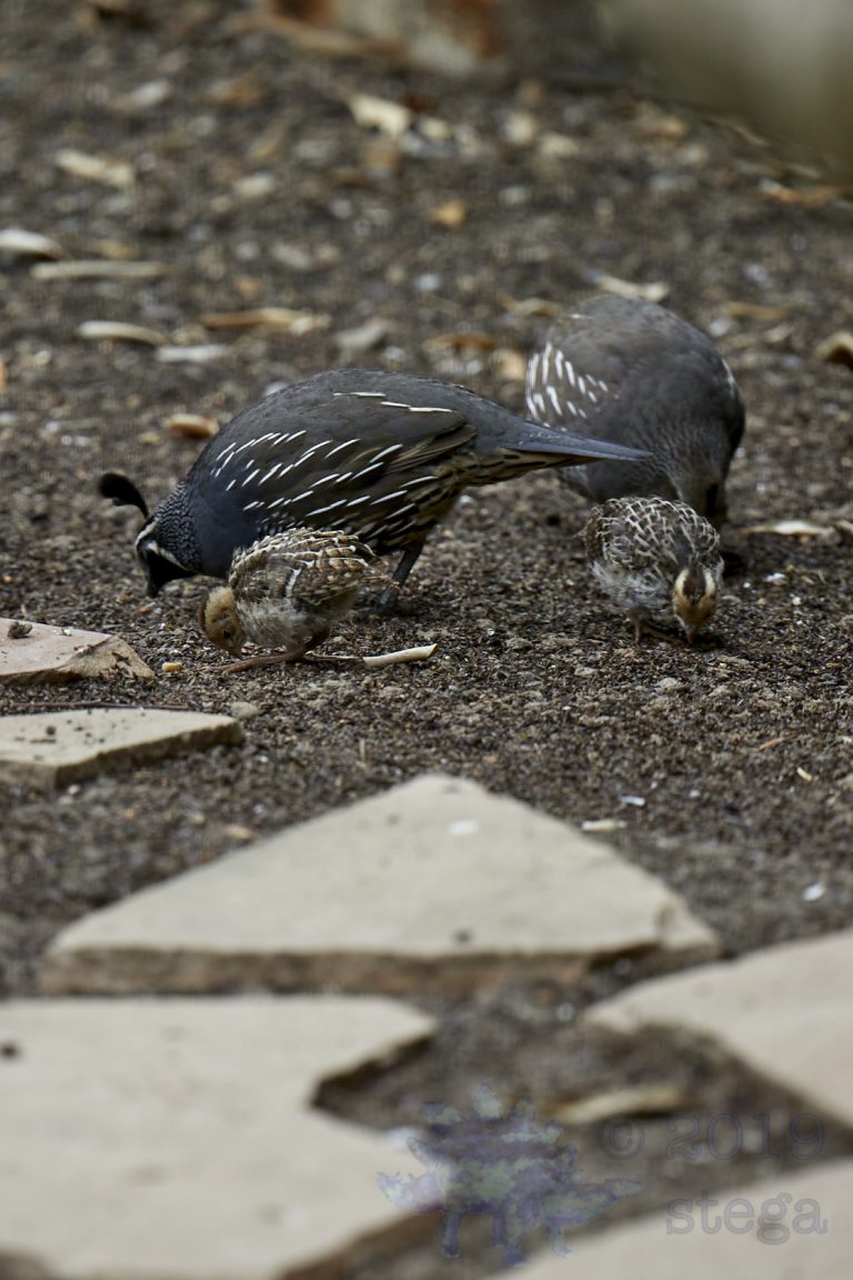 California Quail