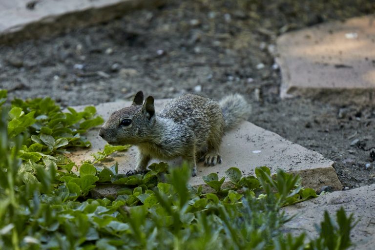 Ground Squirrel