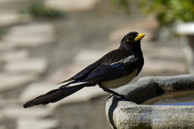 Yellow-billed Magpie