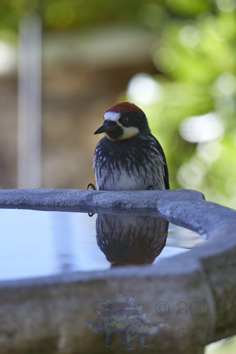 Acorn Woodpecker