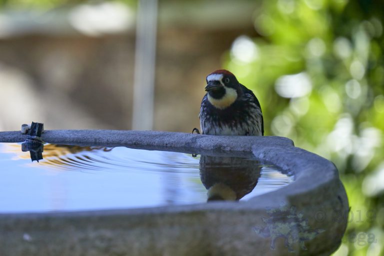 Acorn Woodpecker