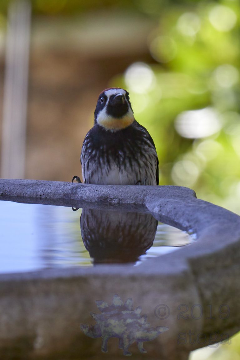Acorn Woodpecker