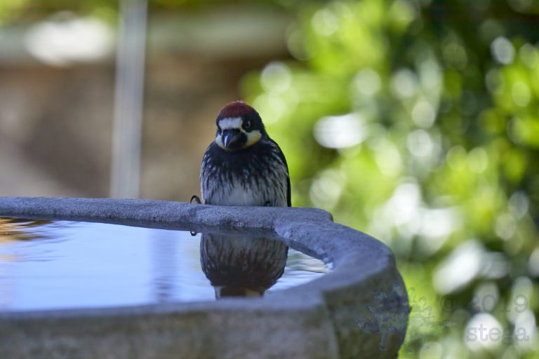 Acorn Woodpecker