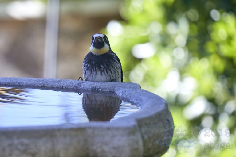 Acorn Woodpecker