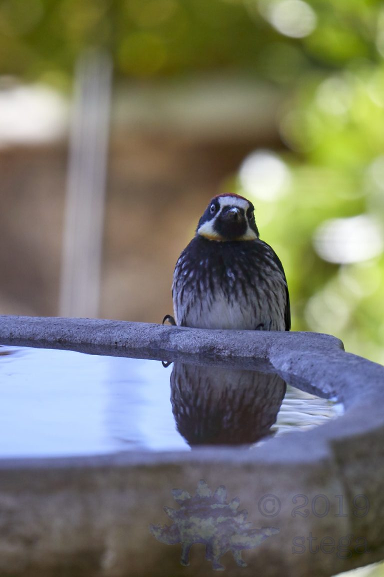 Acorn Woodpecker