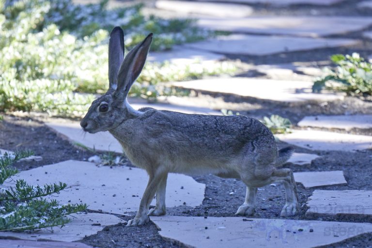 Western Hare
