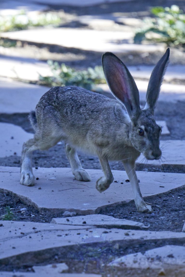 Western Hare