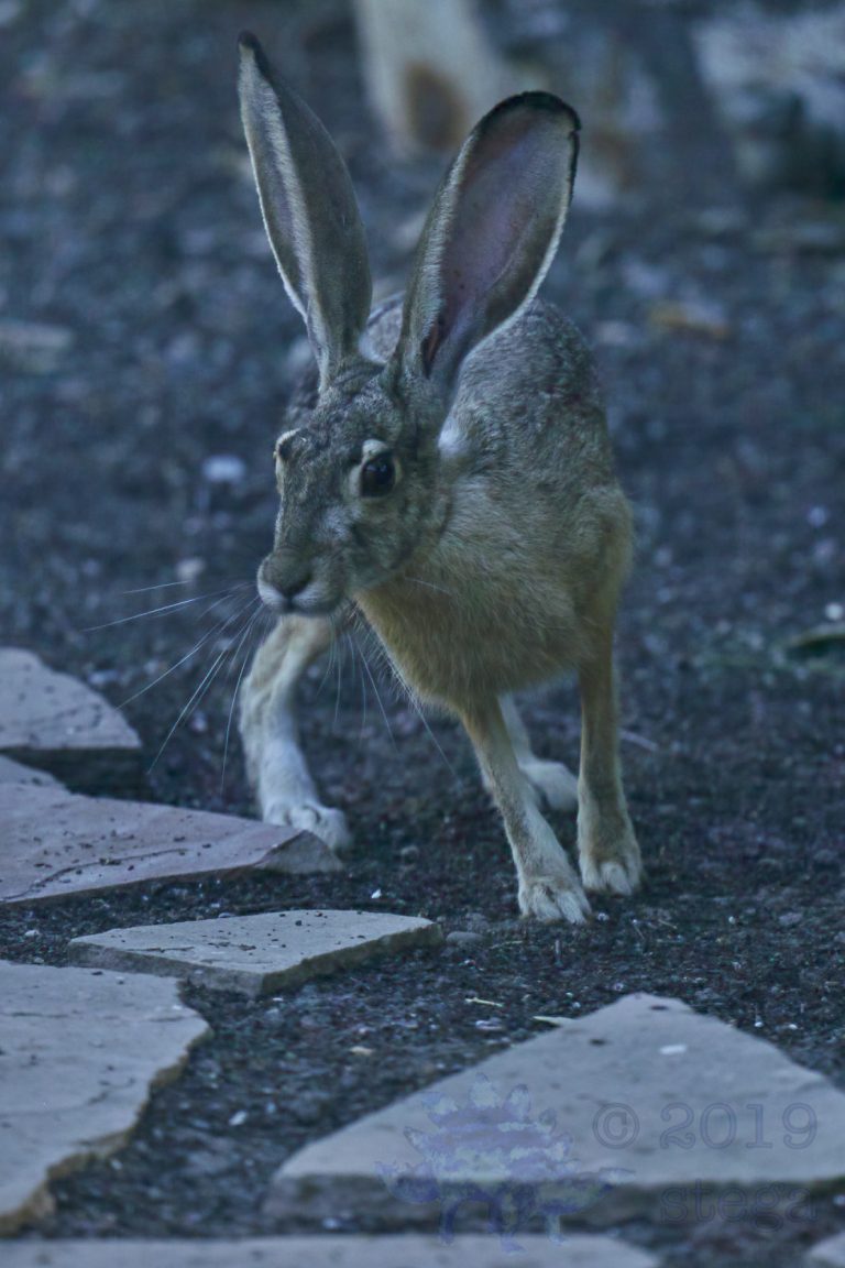 Western Hare