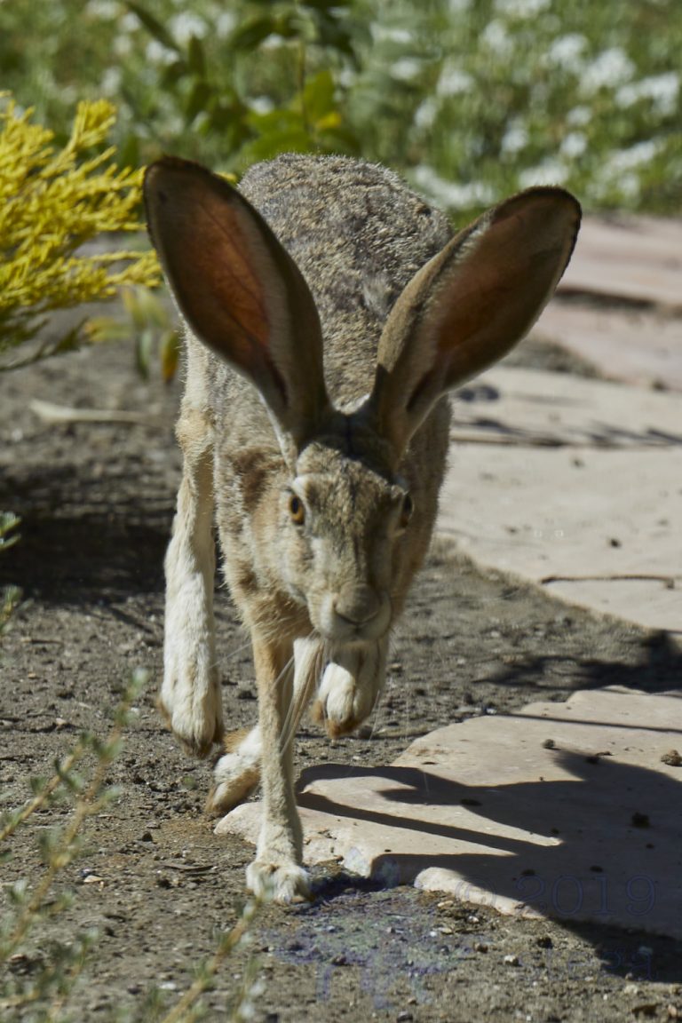 Western Hare