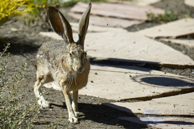 Western Hare