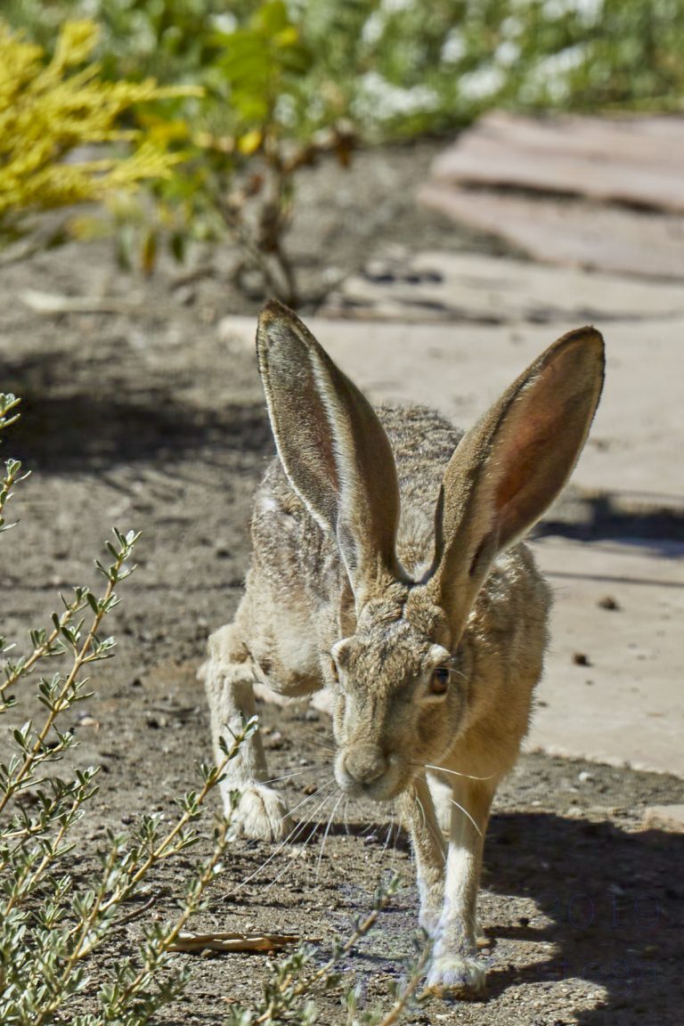 Western Hare