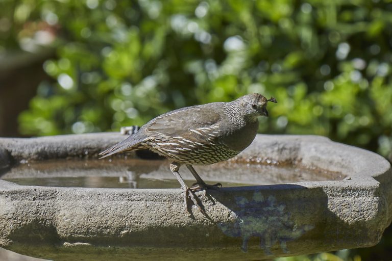 California Quail