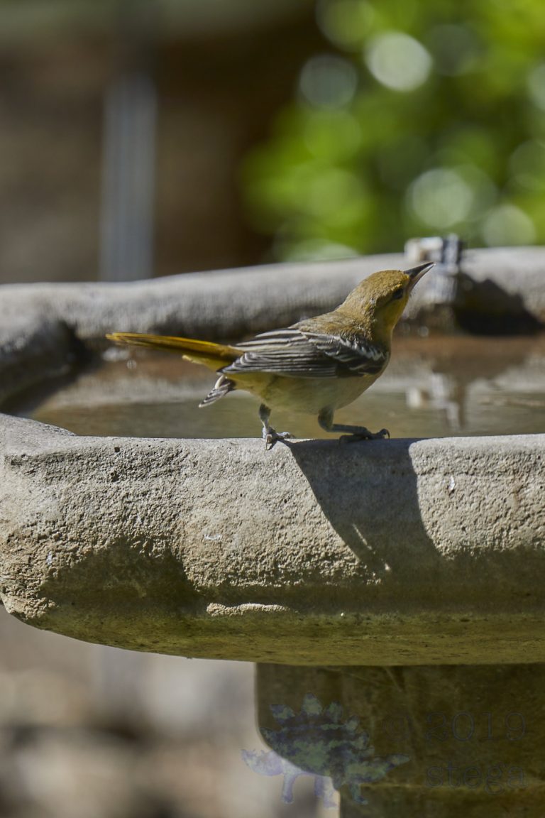 Bullock’s Oriole