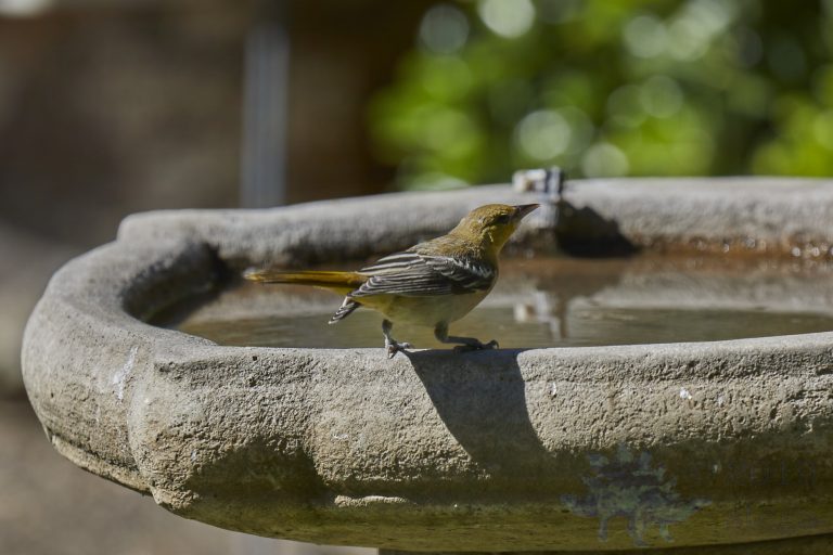 Hooded Oriole