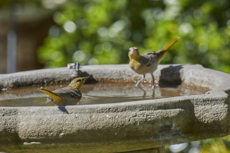 Hooded Oriole