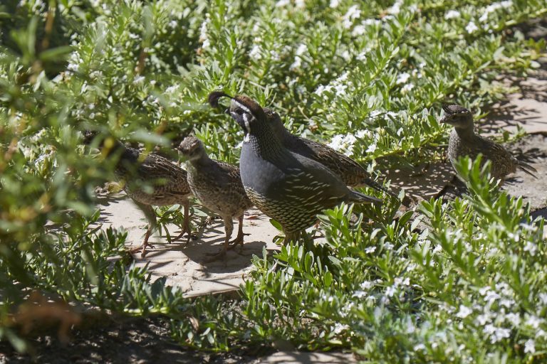 California Quail Family