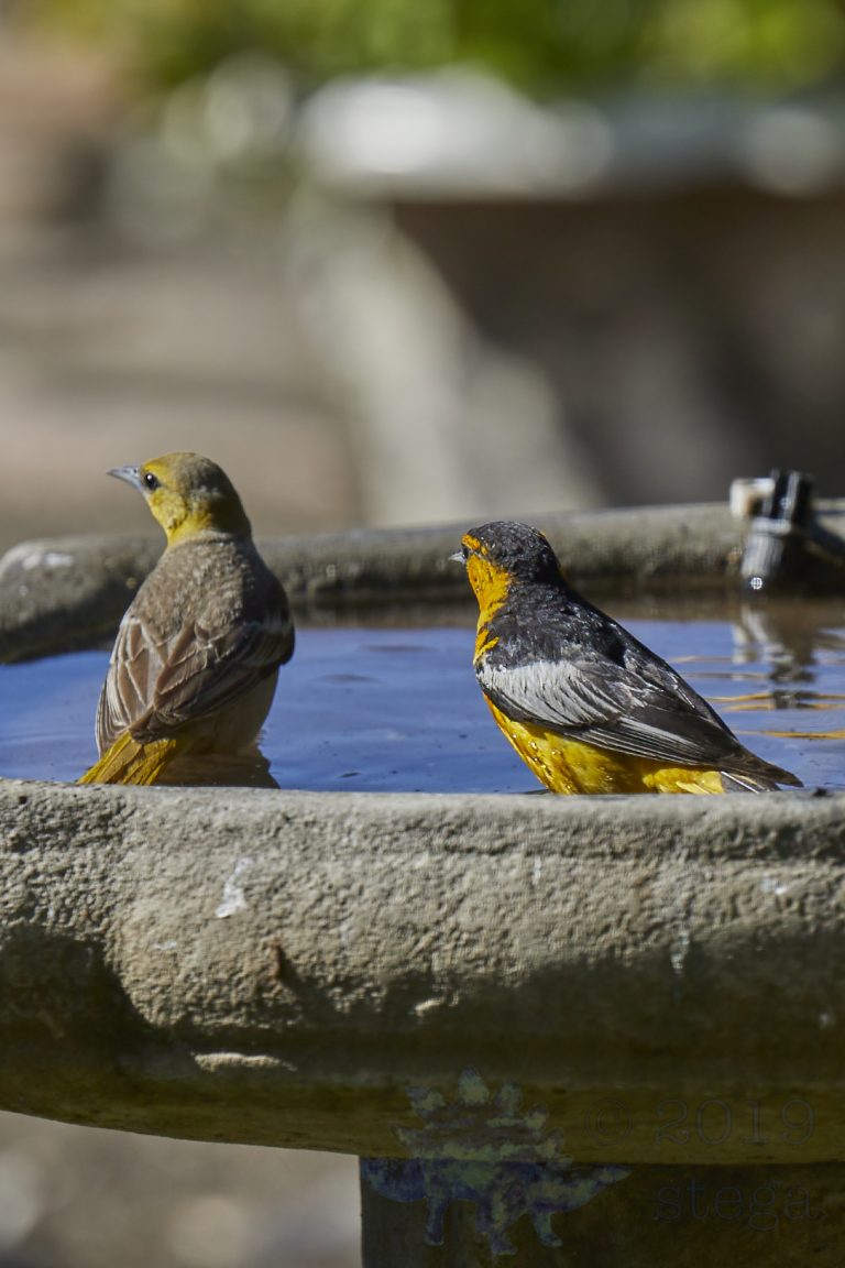 Bullock’s Oriole
