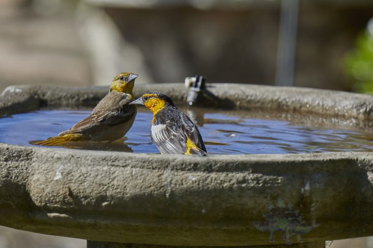 Bullock’s Oriole