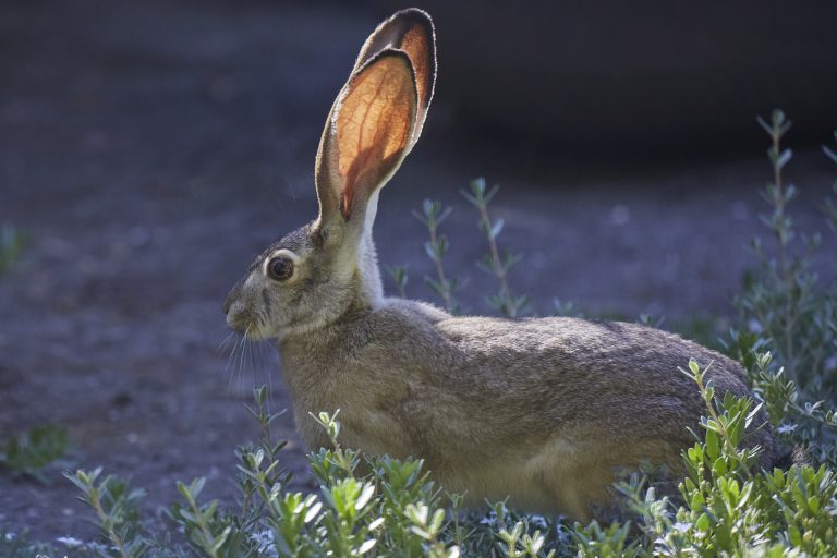 Western Hare
