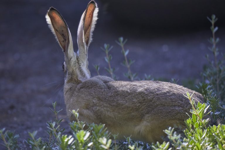 Western Hare
