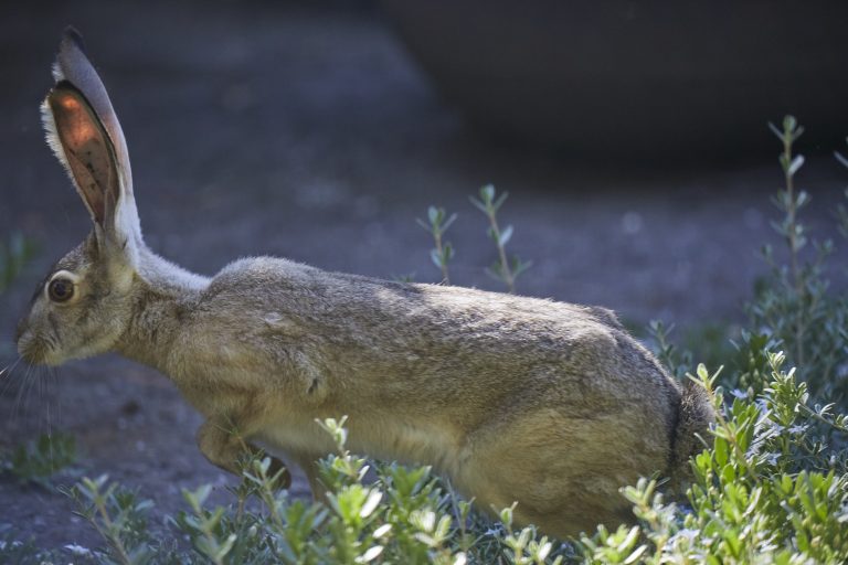 Western Hare