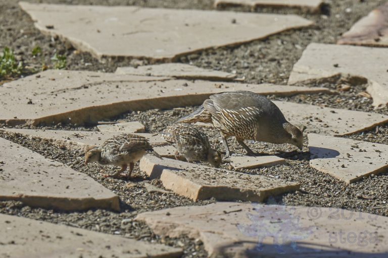 California Quail
